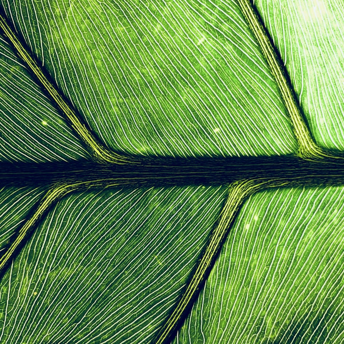 Grünes Blatt Nahaufnahme